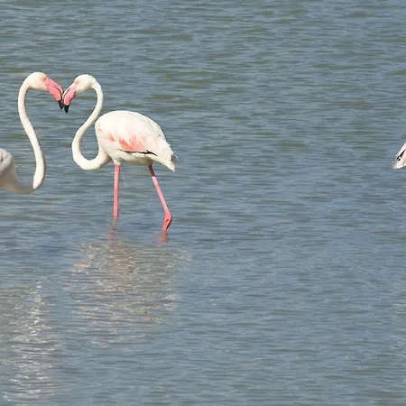 Acogedor Mar Azul Apartment Calpe